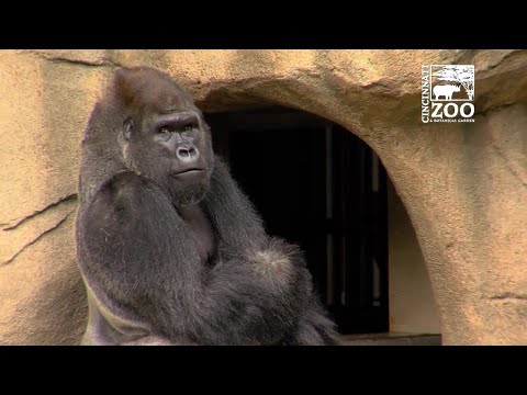 Cincinnati Zoo welcomes first gorilla since Harambe’s death