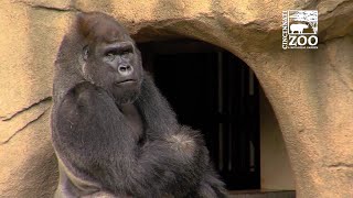 Cincinnati Zoo welcomes first gorilla since Harambe’s death