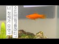 [소드테일 키우기] - 그것이 궁금하다 너 정체가 뭐니???? (플래티//몰디/구피/구피어항/어항/소드테일/ 물생활/물고기공부/꿀팁/물고기키우기/어종확인)