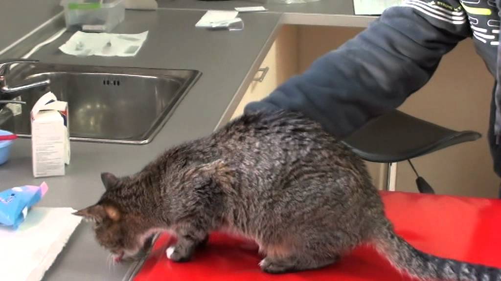 Тиаминова недостатъчност / Thiamine Deficiency YouTube