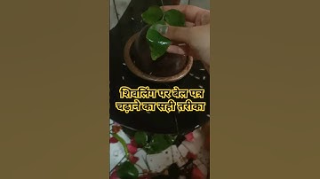 शिवलिंग पर बेल पत्र चढ़ाने का सही तरीका ☘️🔱#shiv #pandit_pradeep_ji_mishra #shivpuran #shorts#shiv