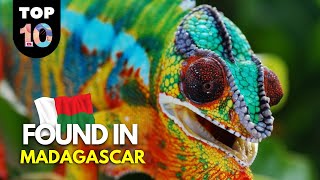 10 UNIQUE Animals Found in Madagascar 🇲🇬 by Top 10 Daily 28,085 views 2 years ago 8 minutes, 58 seconds