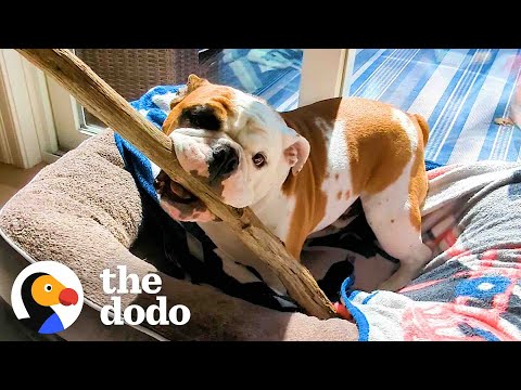 This Bulldog Wants