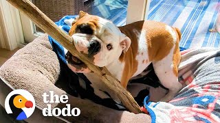 This Bulldog Wants One Thing The Biggest Stick The Dodo