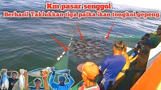 km pasar senggol berhasil Taklukkan tiga palka ikan tongkol gepeng ll  Nelayan puger jember