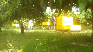 Downloadpetik mangga MP3 MP4 petik mangga