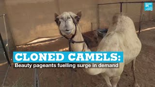 Cloned Camels Beauty Pageants Fuelling Surge In Demand France 24 English
