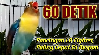 Berawal Ngetik Lanjut NGEKEK PANJANG, Pancingan Lovebird Fighter PALING CEPAT Di RESPON, DIJAMIN,.!!