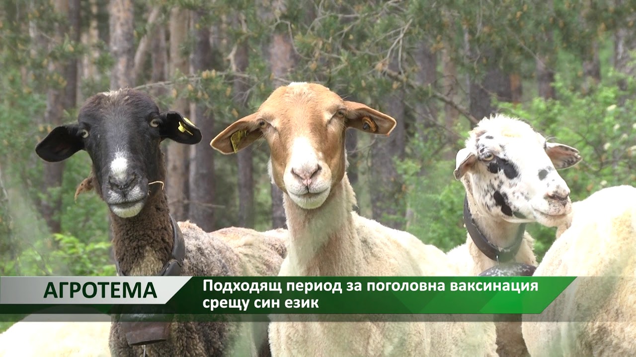 Агротема: Подходящ период за поголовна ваксинация срещу син език, автор ...