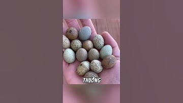 Cách nhận biết trứng rắn trong tự nhiên để tránh nguy hiểm #shorts