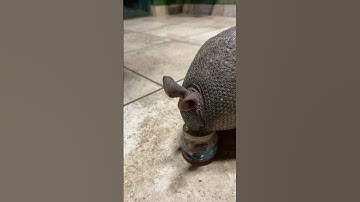 🍯 Cutest Armadillo Ever! 😍
