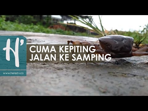 Video: Mengapa Kepiting Berjalan Menyamping