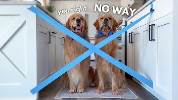 My Dogs React to the Painter