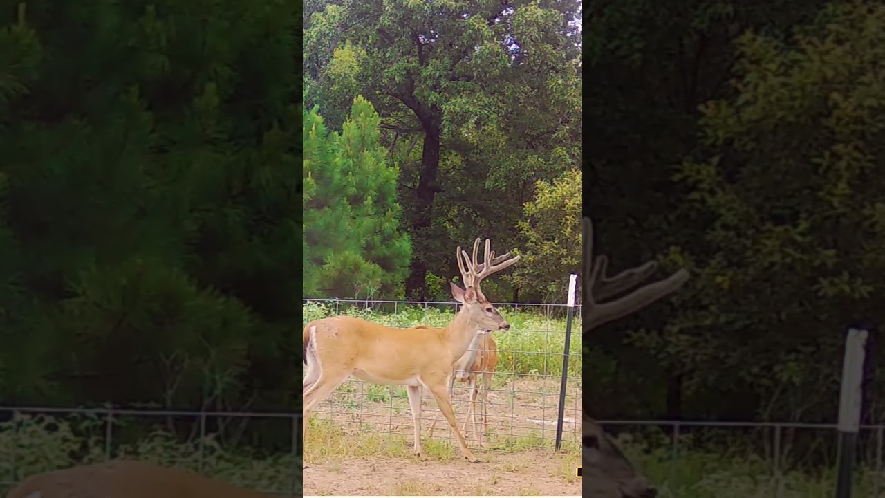 Trail Camera Whitetail Bucks in Velvet #18