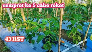 Rocket chili care 43 days after the transition season