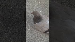 Piccione Destate