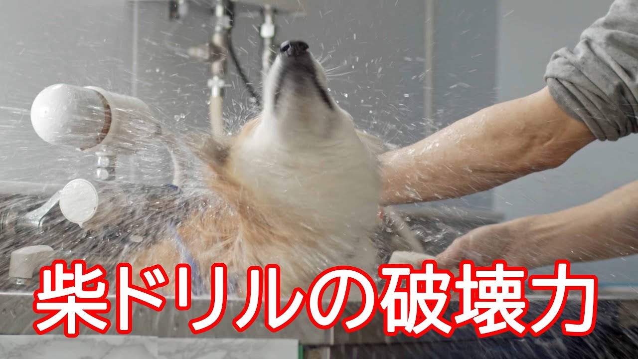 Shibadog Drill 破壊力最強 柴ドリル Youtube