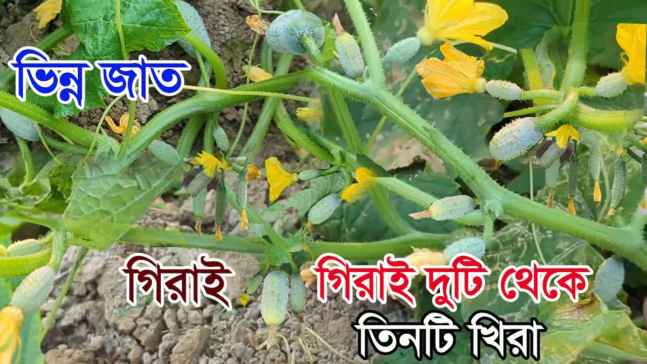 বিদেশ নয় এদেশে এমন জাত।। গিরাই গিরাই দুটি থেকে তিনটি খিরা।। 