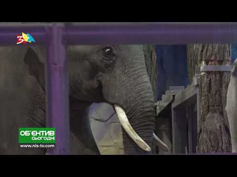 Video: Ako Môžu Slony Pomôcť Pri Liečbe Rakoviny? - Alternatívny Pohľad