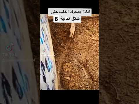 لماذا يتحرك الذئب على شكل ثمانية Foryou Foryourpage Fyp Viral معلومات الذئب 