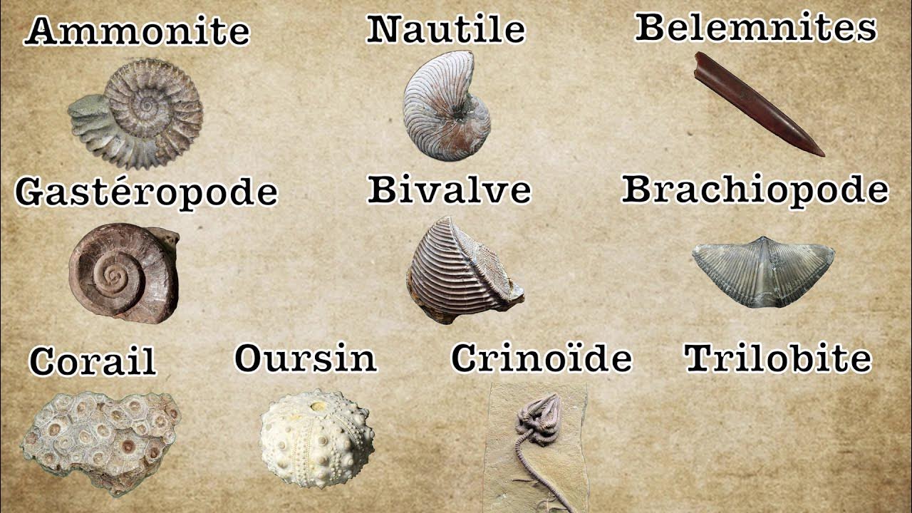 Comment reconnaître les principaux fossiles de nos terrains YouTube