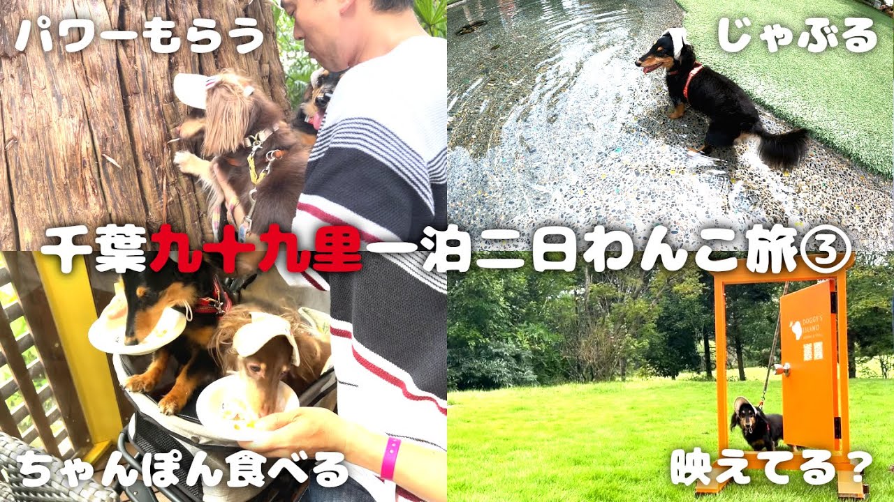 千葉犬 maxresdefault.jpg