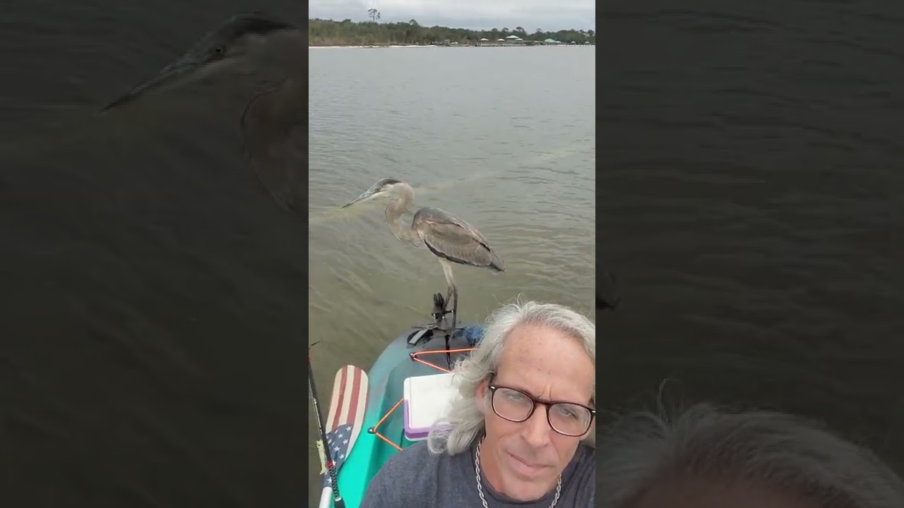 Old Town Sportsman Salty 120 PDL...  maiden voyage with feathery friend🙂🙂🙂