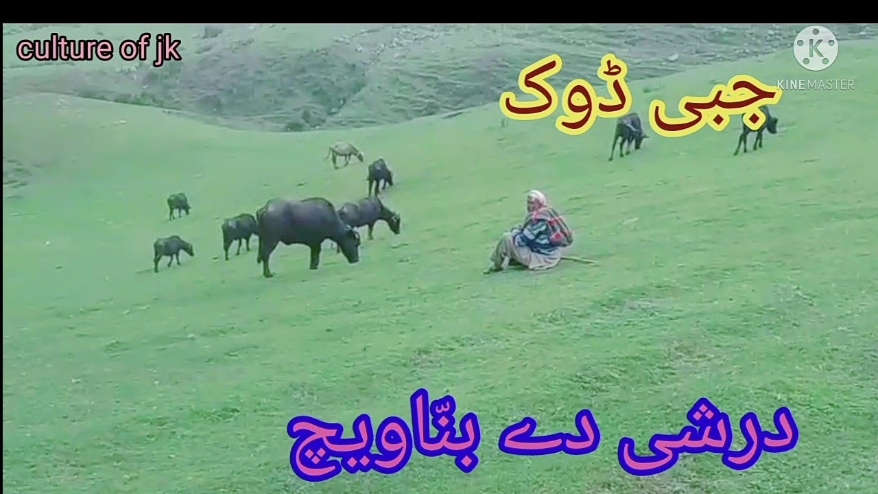 Kenchi folk song kabul bukhari pahadi song gojri song gazal