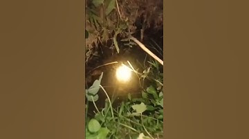 Cắm Câu Cá Lóc Đêm Khuya #shorts