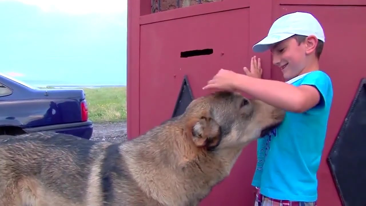 Ինչպես էին հեքիաթներ հորինվում հայկական գամփռի ուժի մասին