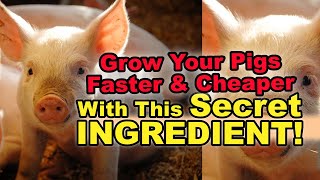 Full Grow Your Pigs Faster & Cheaper With This Secret Ingredient Guide