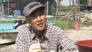 [A] 한국인의 밥상 - 추억을 낚으며 사는 낙동강 하구 어부들. 20151029