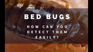 Easy Bed Bug Detection In Five Steps [The Bug Squad]