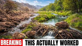 How 19 Beavers Turned Utah’s Dying Desert River Into a Thriving Oasis