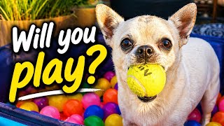 Would You Play With This Tiny Dog? 🐶