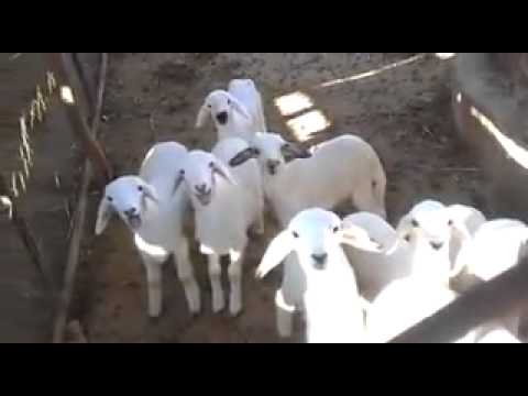 خروفي ابيض هههههه 