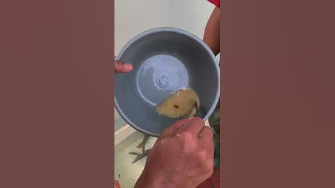 lika liku anak perikanan (proses yang akan melahirkan benih ikan tor soro)
