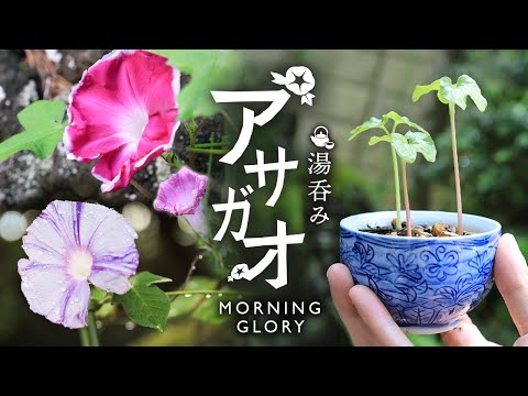 アサガオを湯吞みで育ててみた【Bonsai diary 盆栽日記 10/2】初心者の簡単盆栽、園芸の作り方 育て方 朝顔 あさがお 夏休み 自由研究 morning glory EOS R5 hqdefault