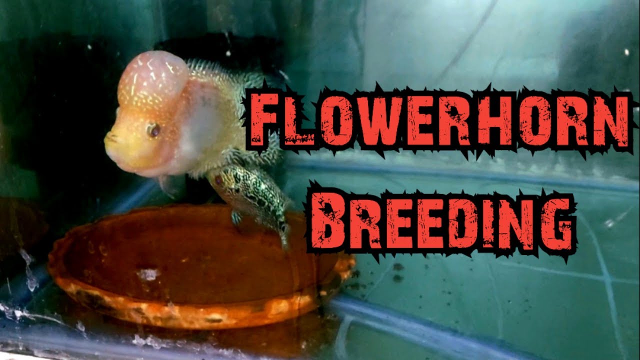 Flowerhorn Fish Breeding Very Easy🦭
