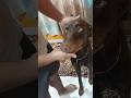 simparica-TRIO#medicine #deworming #ticksremoval #bestmedicine