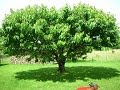 Draciner un arbre sans creuser avec un treuil thermique portable