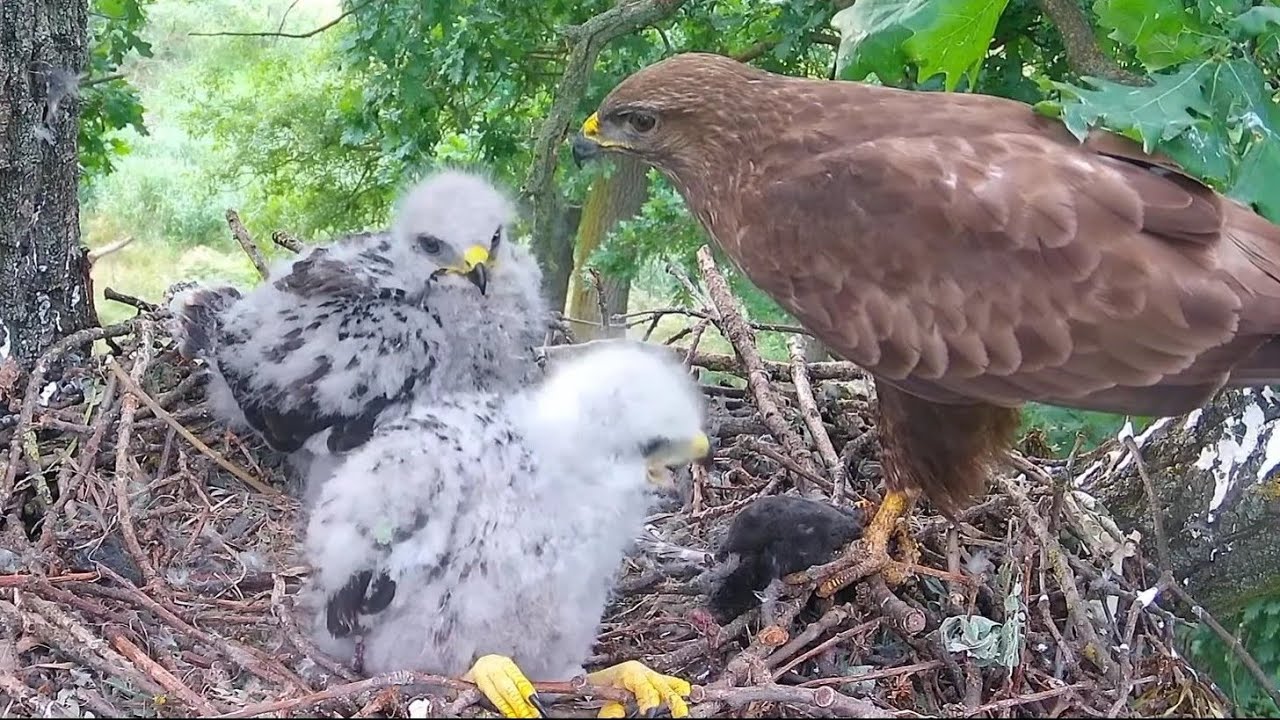 Common Buzzards Feeding time for two baby Buzzard May 31, 2022 YouTube