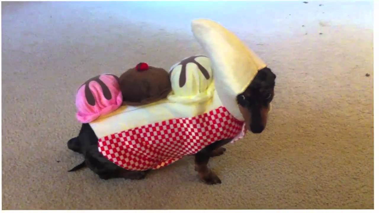 Our dachshund trying out costumes. YouTube