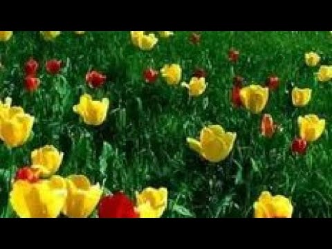 Jahongir Samatov-MANI YORIM BIR DONA