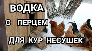 Дебикирование клюва у кур своими руками