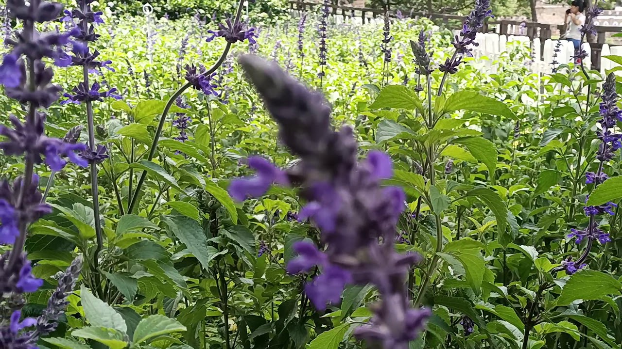 Bunga lavender 