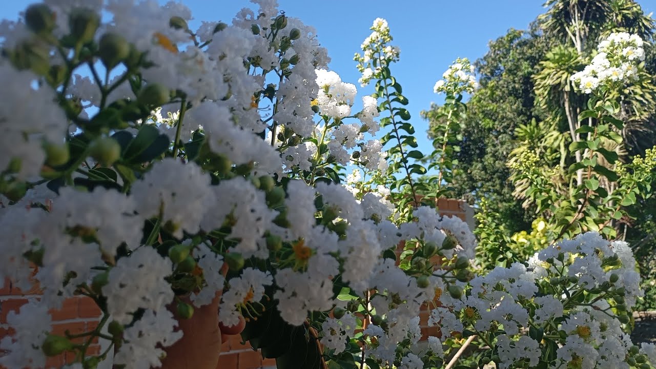 Jardim florido, plantas que dão lindas Flores Resistentes ao Sol pleno, fácil de cuidar