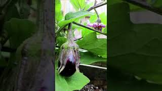 Pollinating Eggplant #eggplant #pollination #handpollinate #usual #howto #shorts #4K