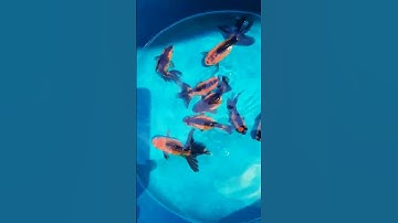 Beauty of Fancy Black & Red Butterfly Goldfish goldfish in srilanka #goldfishlovers #goldfish