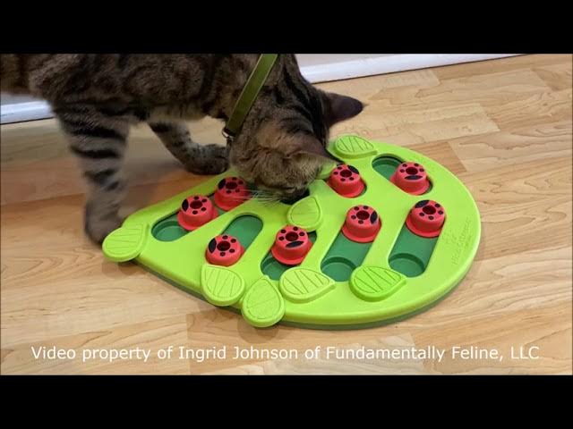 Petstages Nina Ottosson Rainy Day Puzzle & Play - Interactive Cat Treat  Puzzle & Catit Senses 2.0 Digger Interactive Cat Toy